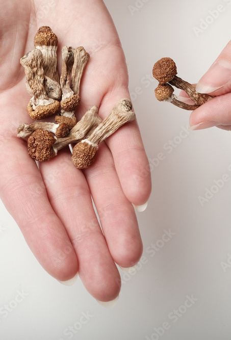 The Power of Psychedelic-Assisted Therapy